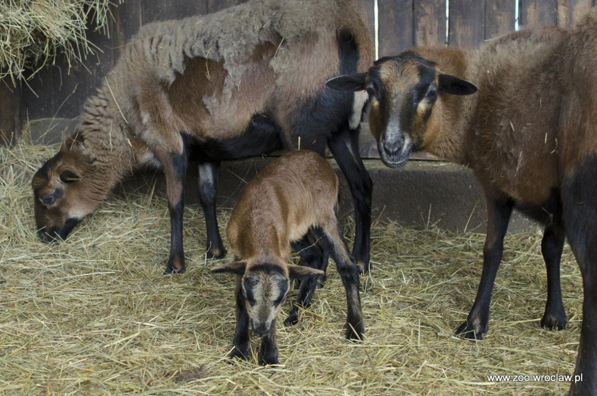 Małe kózki we wrocławskim zoo