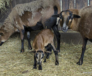 Małe kózki we wrocławskim zoo
