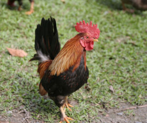 Agroturystyka