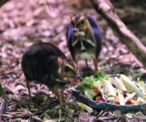 Myszojeleń we wrocławskim zoo osiągnął już rozmiary dorosłego osobnika