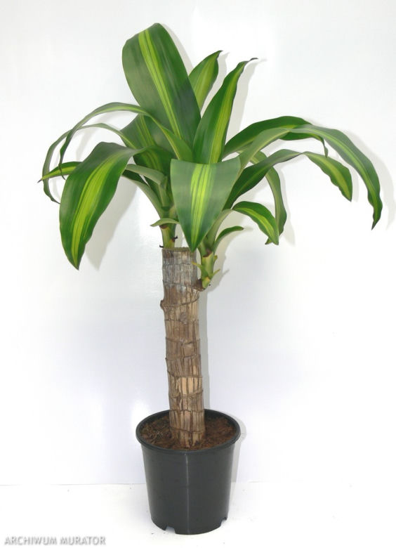 Dracena