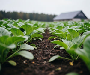 Myślisz o rolnictwie ekologicznym? Nowy system dopłat może odmienić rentowność upraw