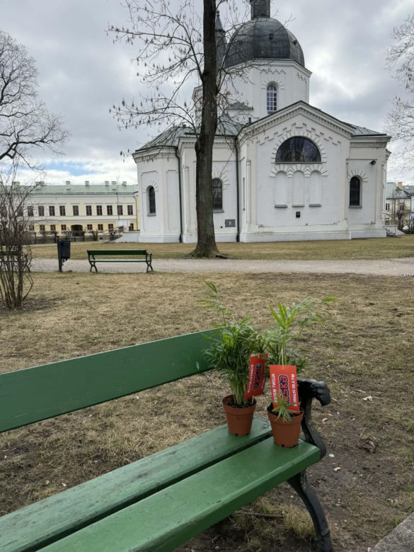 Darmowe palmy na ulicach Suwałk! Niezwykła akcja Radia ESKA