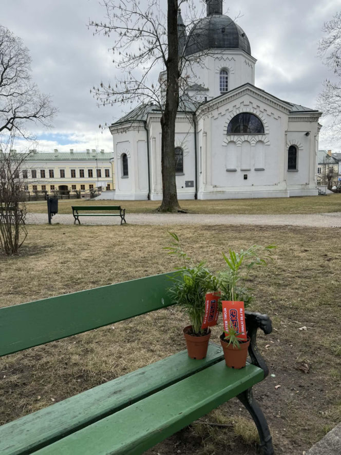 Darmowe palmy na ulicach Suwałk! Niezwykła akcja Radia ESKA