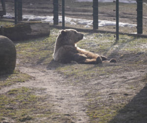 Zoo 1