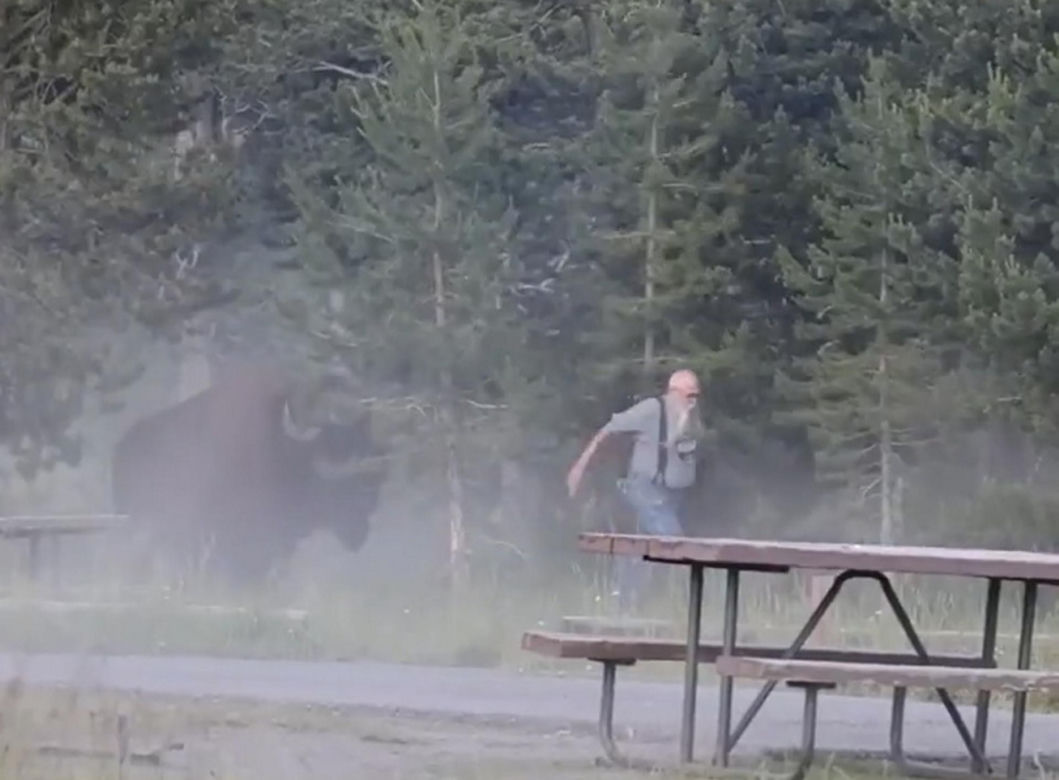 Atak bizona w Parku Narodowym Yellowstone