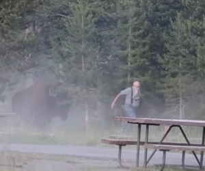 Atak bizona w Parku Narodowym Yellowstone
