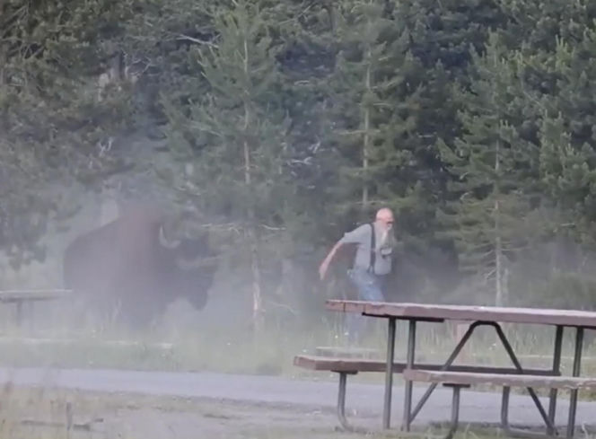 Atak bizona w Parku Narodowym Yellowstone