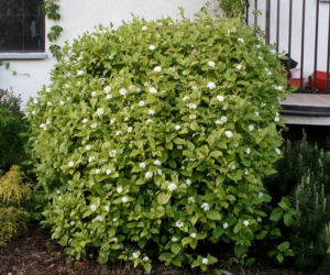 Dereń biały 'Sibirica'
