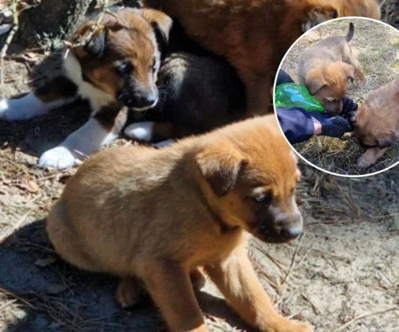 Szczenięta porzucone w lesie. Zostawiono je na pewną śmierć