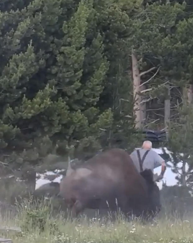 Atak bizona w Parku Narodowym Yellowstone