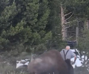 Atak bizona w Parku Narodowym Yellowstone
