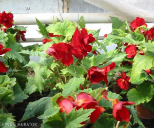 Begonia bulwiasta: rośliny na balkon północny