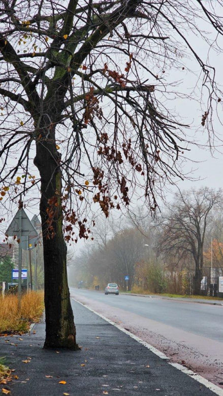 W Łodzi zabetonowano auto, w Jaworznie... drzewo na środku chodnika. Budowlańcy zaskakują fantazją