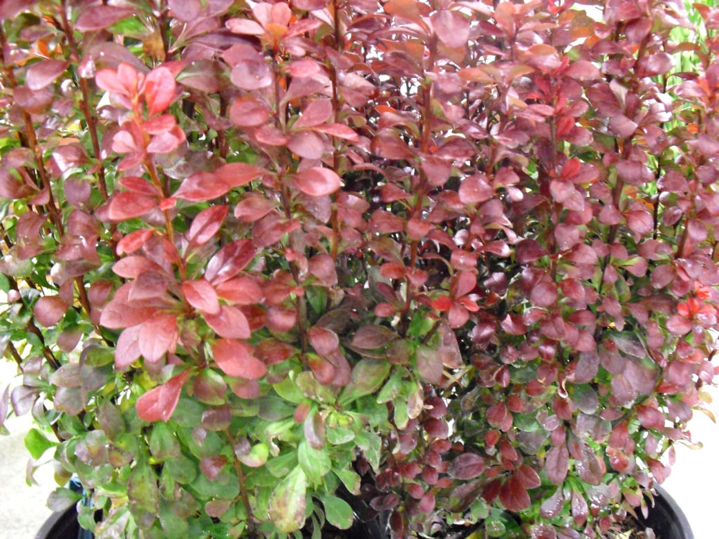 Berberys Thunberga 'Red Torch'