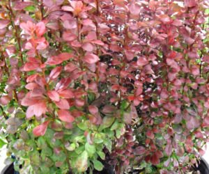 Berberys Thunberga 'Red Torch'
