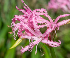 Nerina Bowdena