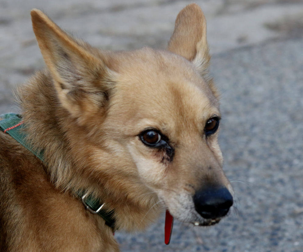 Pies do adopcji - Tabasco