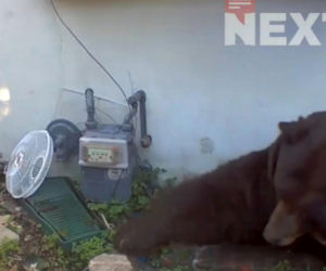 Odkrył, że żyje w jednym domu z niedźwiedziem! Zapowiada pozew