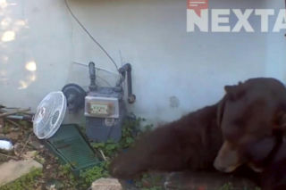 Odkrył, że żyje w jednym domu z niedźwiedziem! Zapowiada pozew