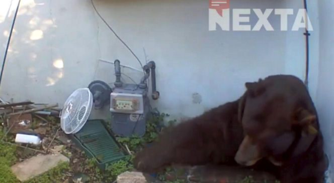 Odkrył, że żyje w jednym domu z niedźwiedziem! Zapowiada pozew