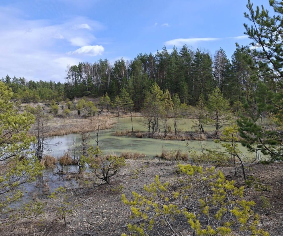 Tu znajdziesz największe ślady dinozaurów w Polsce. Świętokrzyskie zaskakuje naukowców na całym świecie