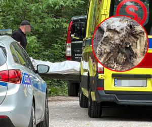 Tragiczny wypadek pod mostem Poniatowskiego. Spróchniałe drzewo zabiło 60-latka