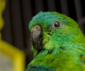 Papugarnia