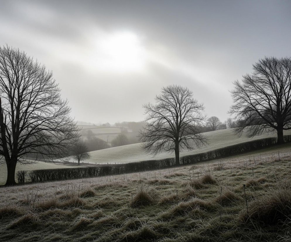 Rozległe, pofałdowane pola pokryte są warstwą szronu, nadając trawie srebrzysto-biały odcień. Trzy duże drzewa o nagich, ciemnych konarach, pozbawionych liści, dominują na pierwszym planie i w środkowej części, wznosząc się ponad żywopłotami oddzielającymi kolejne pasma terenu. W oddali, w tle, widoczny jest most, ledwo zarysowany przez gęstą, jasną mgłę, która rozmywa horyzont pod niebem o podobnym, świetlistym odcieniu.