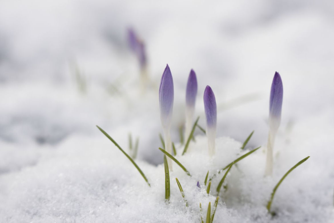 Krokus