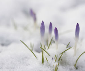Krokus
