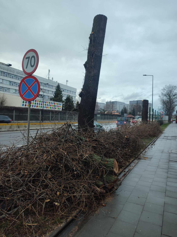 Nowa ścieżka rowerowa na al. 29 Listopada. Skończyło się rzezią drzew