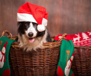 Jak przygotować naszego zwierzaka do świątecznego wyjazdu? Podpowiadamy