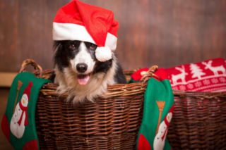 Jak przygotować naszego zwierzaka do świątecznego wyjazdu? Podpowiadamy