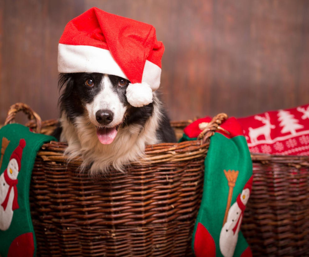 Jak przygotować naszego zwierzaka do świątecznego wyjazdu? Podpowiadamy