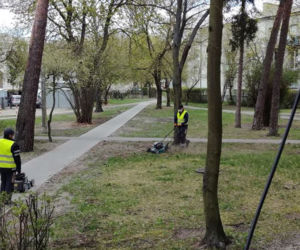 koszą trawę, której nie ma