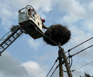 Uratowany ptak został postrzelony