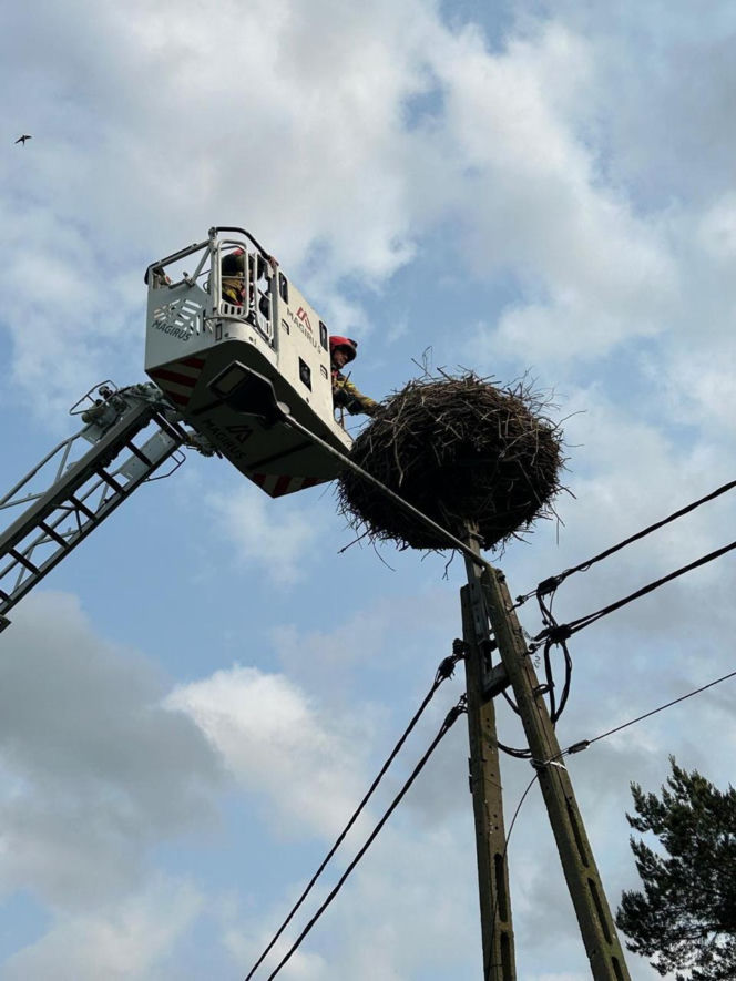 Uratowany ptak został postrzelony