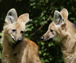 Zwierzak Roku 2025 Warszawskiego ZOO. Oto nominowane zwierzaki