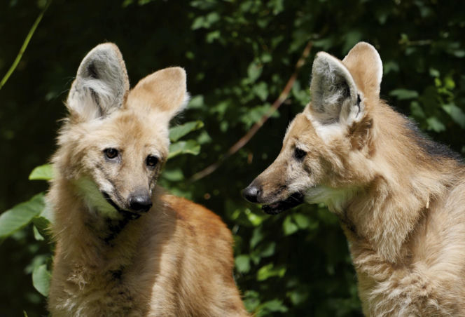 Pampasowce grzywiaste Pedro i Pascal