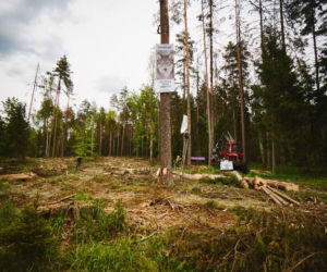 Greenpeace Polska blokuje wycinkę drzew