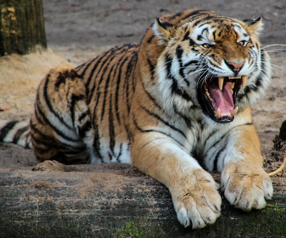 Śledztwo w sprawie wypadku we wrocławskim zoo prowadzi też prokuratura