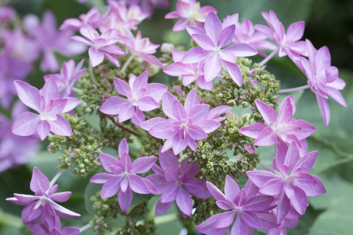 Hortensja ogrodowa (Hydrangea macrophylla) 