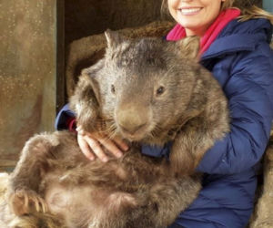 WOMBAT GIGANT