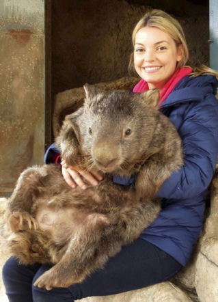 WOMBAT GIGANT