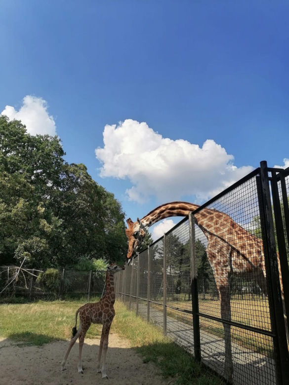 Mała żyrafa w warszawskim zoo