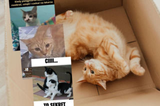 Koty opanowały internet! 17 lutego świętujemy ich dzień najzabawniejszymi memami