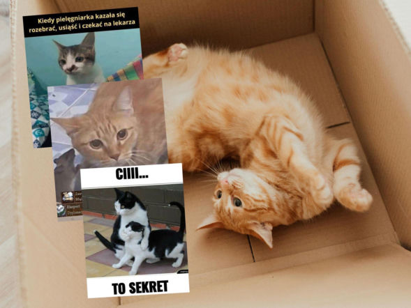 Koty opanowały internet! 17 lutego świętujemy ich dzień najzabawniejszymi memami