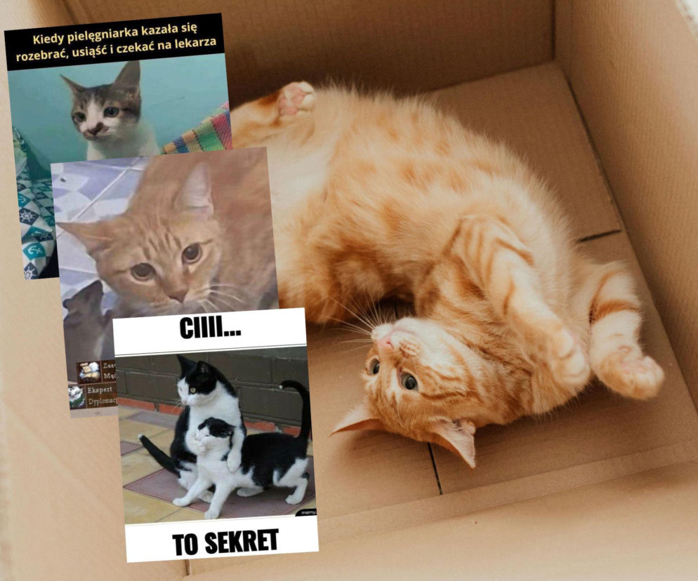 Koty opanowały internet!