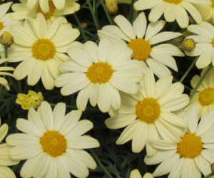 Argyranthemum